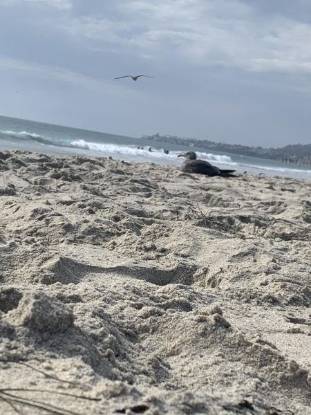 A seagull chills on the beach during a hot summer day in San Diego.